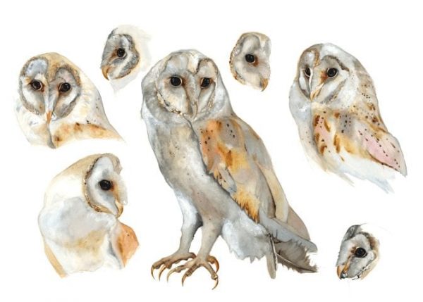 Barn Owl Study Print